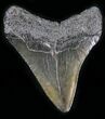 Juvenile Megalodon Tooth #25677-1